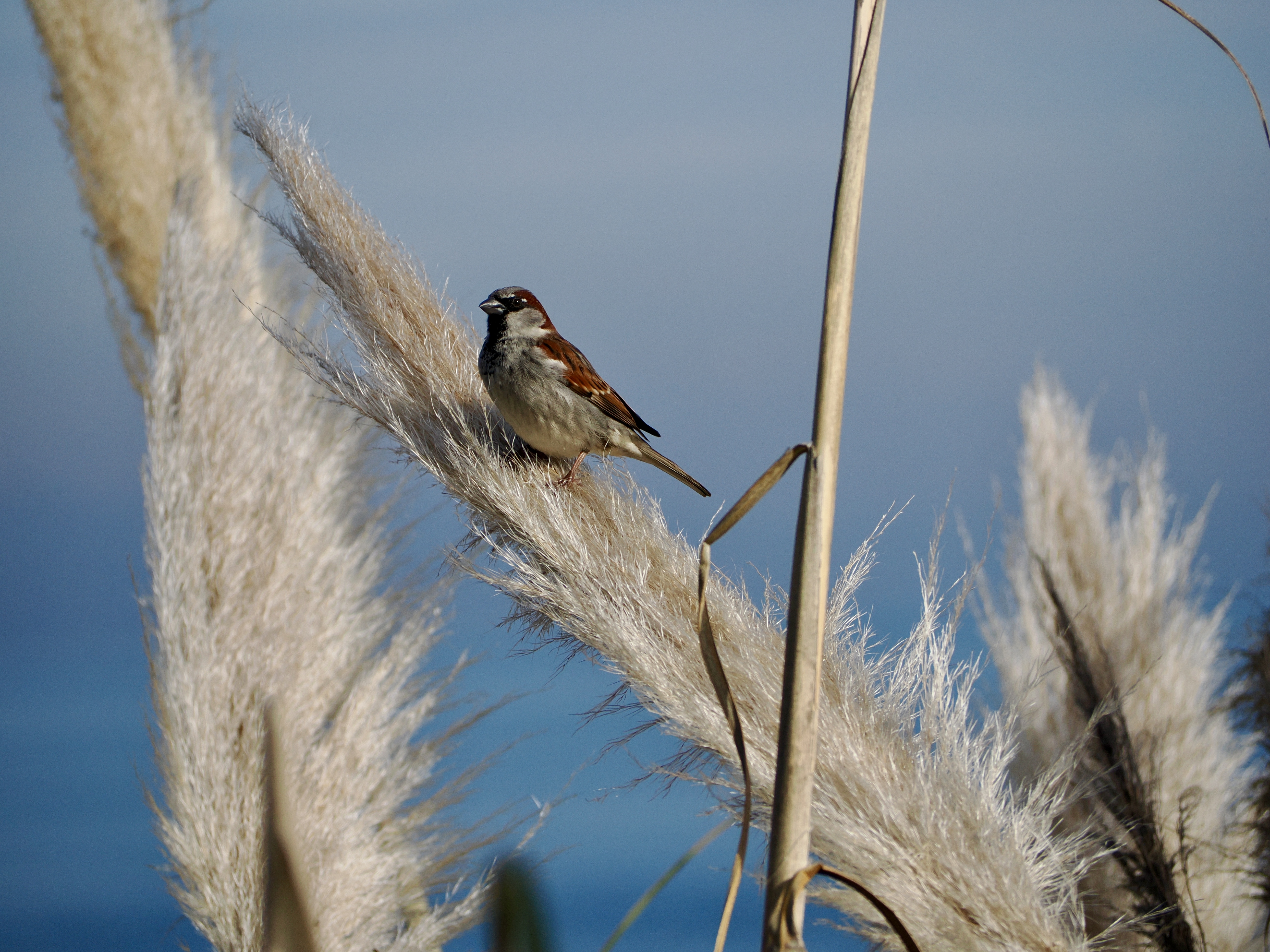 Wildlife