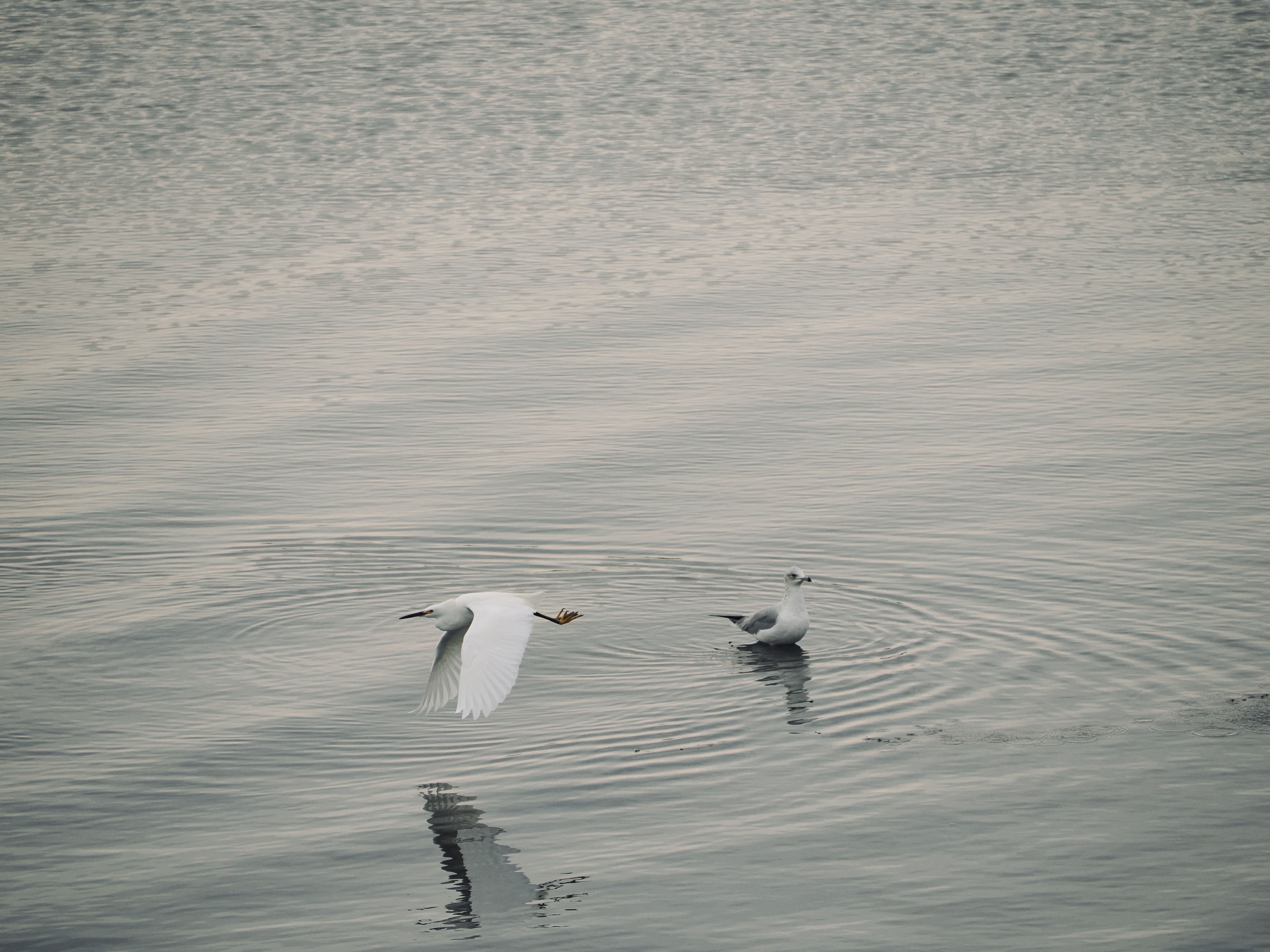 Wildlife