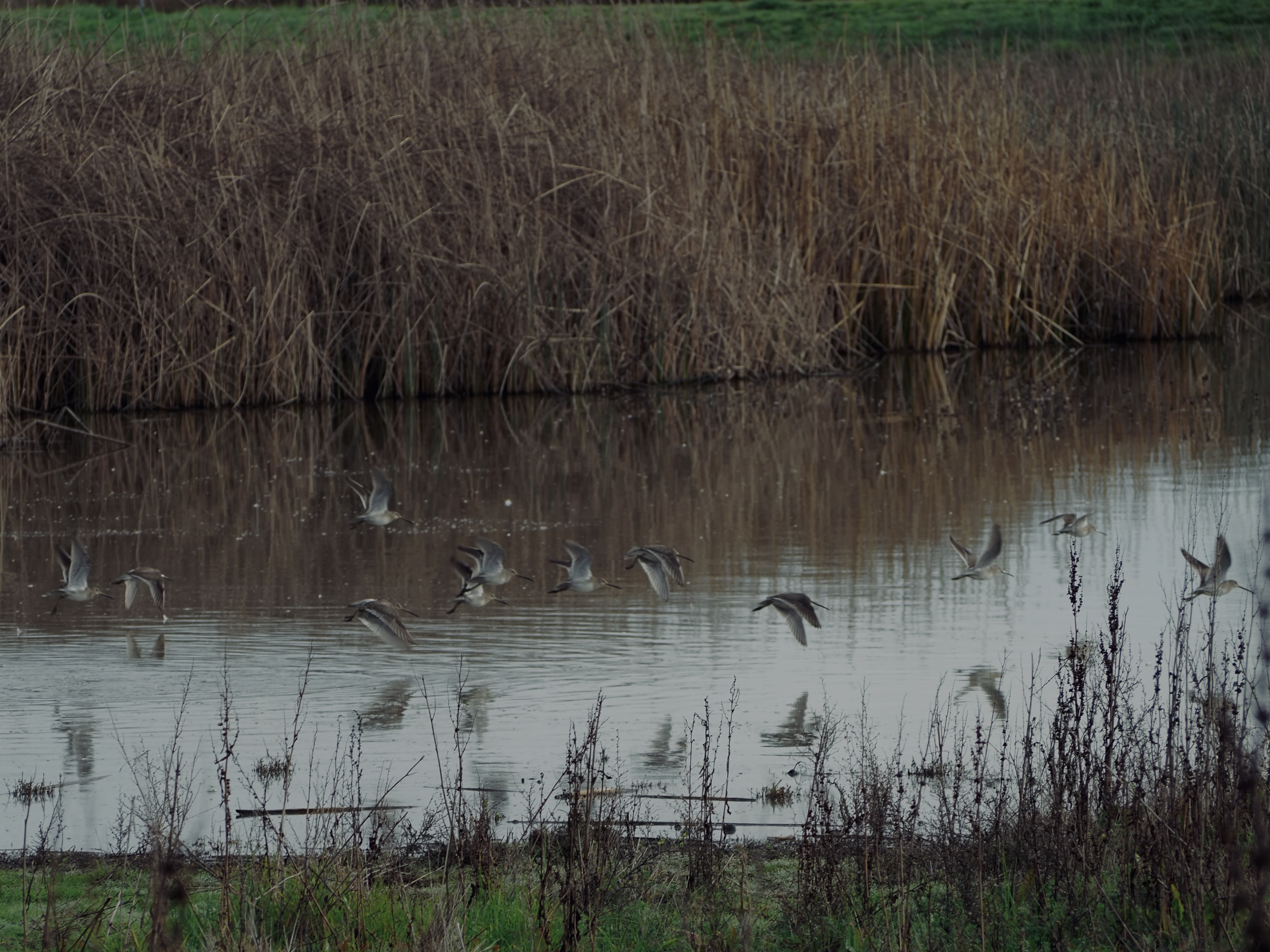 Wildlife