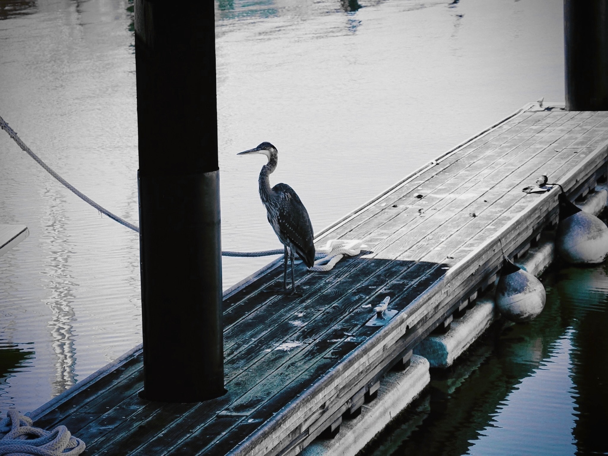 Wildlife