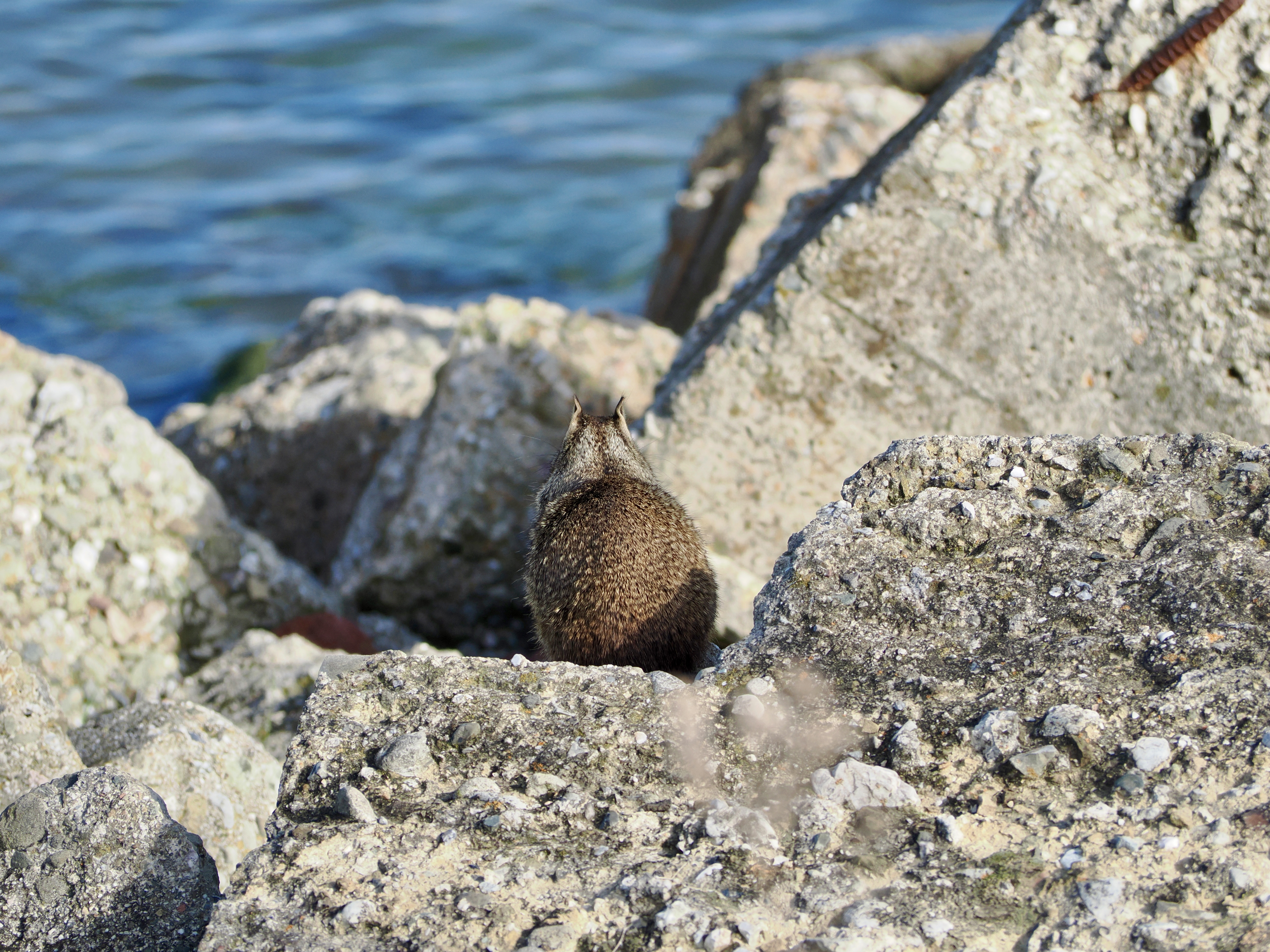 Wildlife