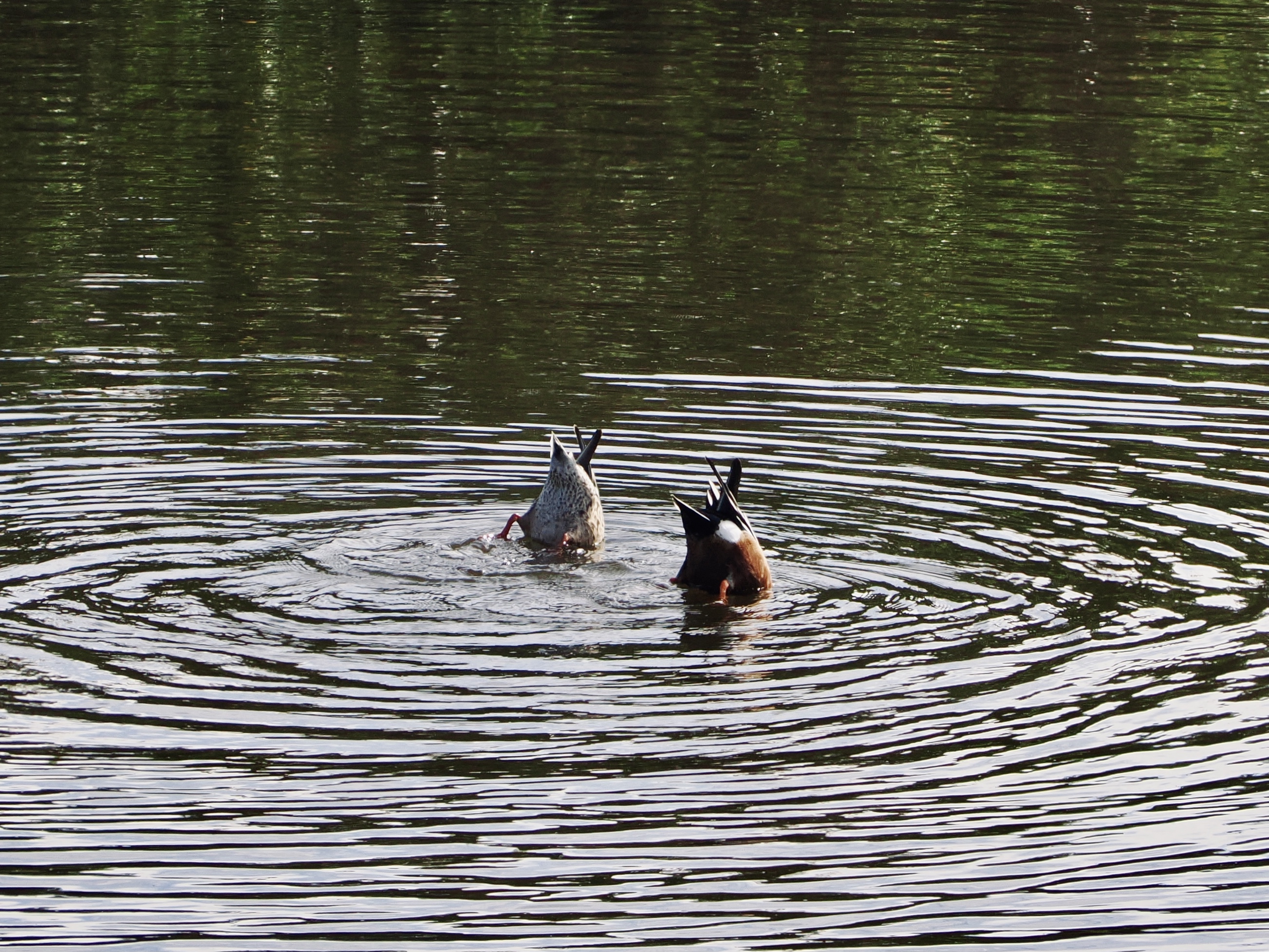 Wildlife