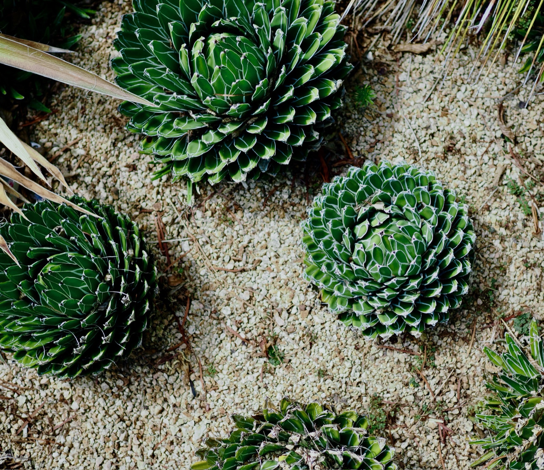 Nature collection, photograph 6 — Salt & Shadow