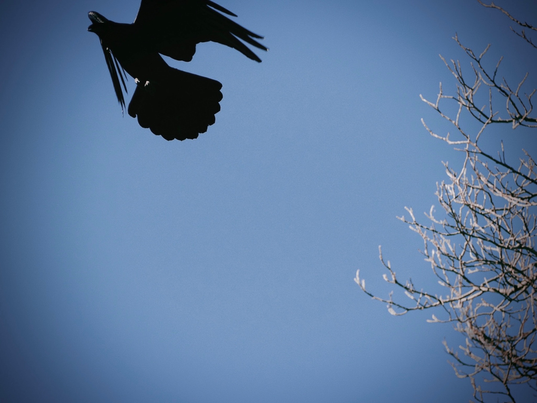 Wildlife collection, photograph 1 — Salt & Shadow