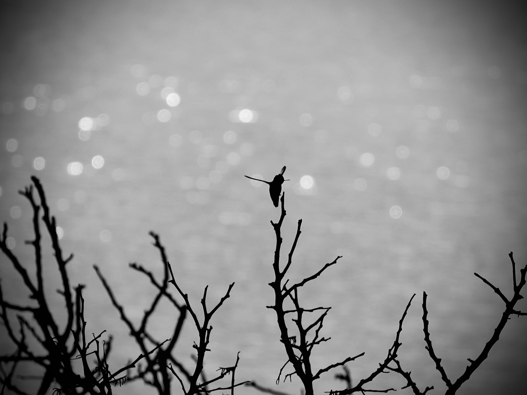 Wildlife collection, photograph 11 — Salt & Shadow