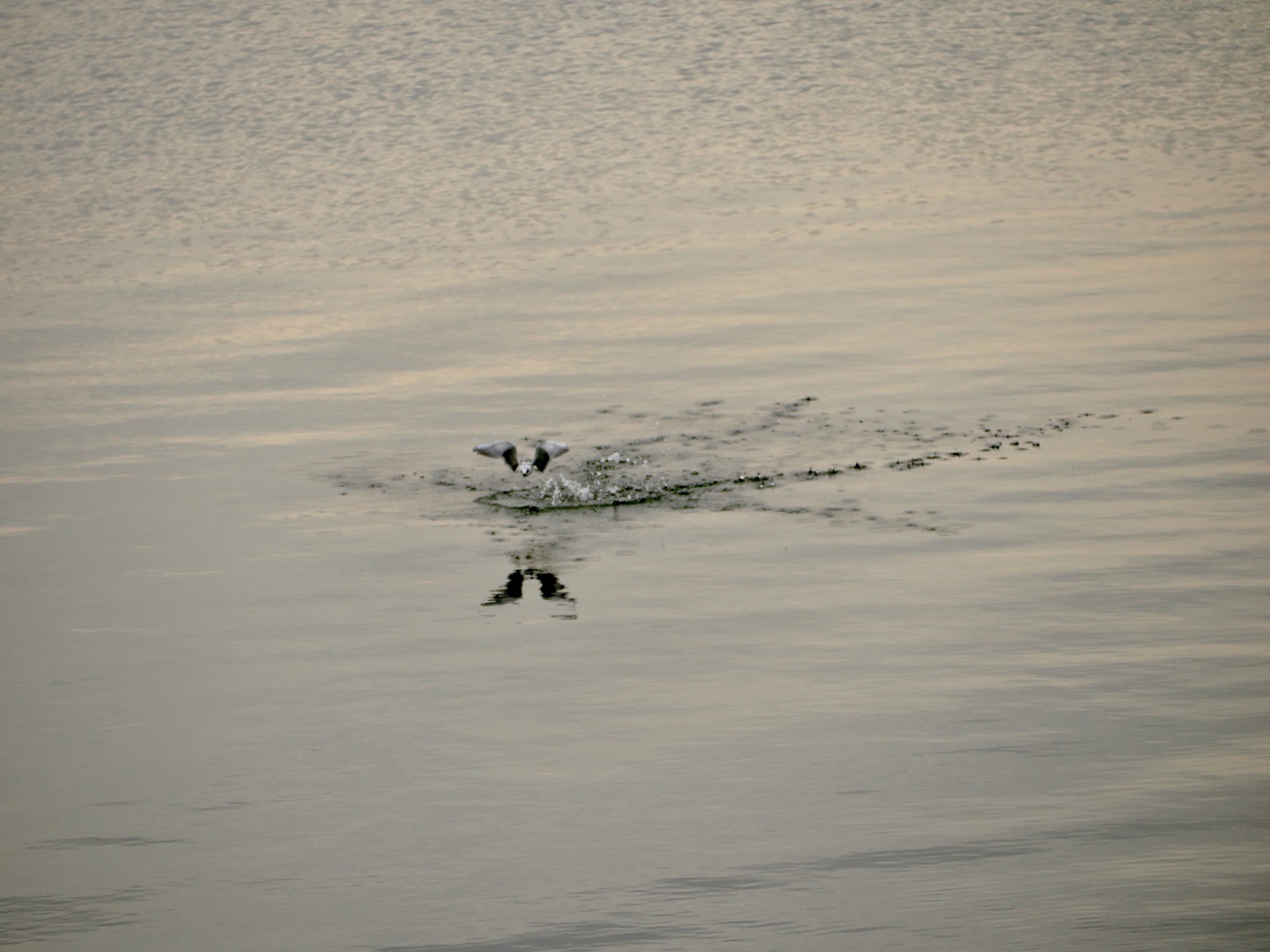 Wildlife collection, photograph 12 — Salt & Shadow