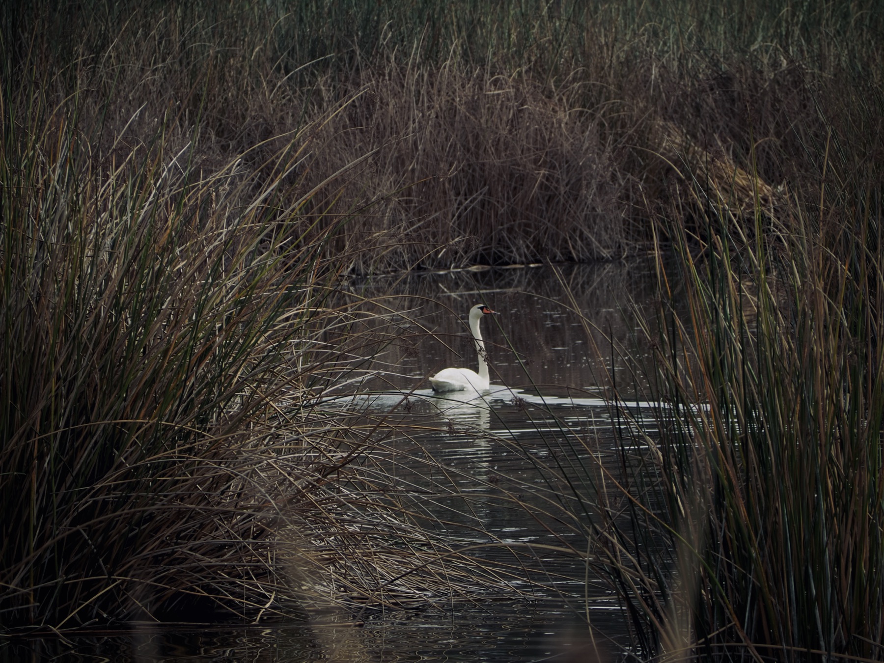 Wildlife collection, photograph 20 — Salt & Shadow