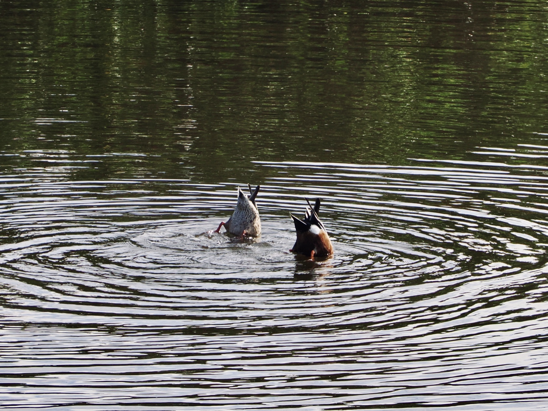Wildlife collection, photograph 9 — Salt & Shadow